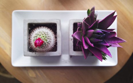 succulent plant