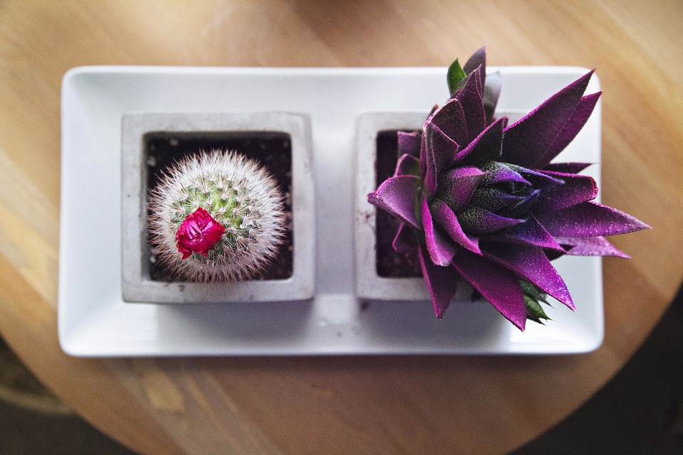 succulent plant