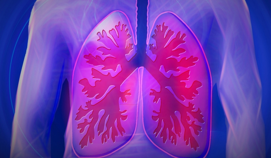 lungs